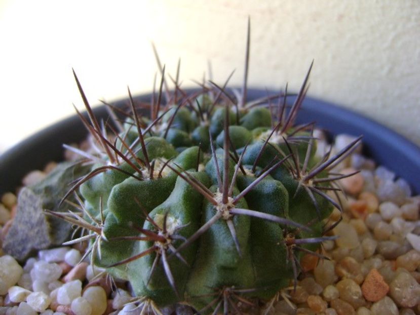 Eriosyce intermedia - Cactusi 2018 continuare