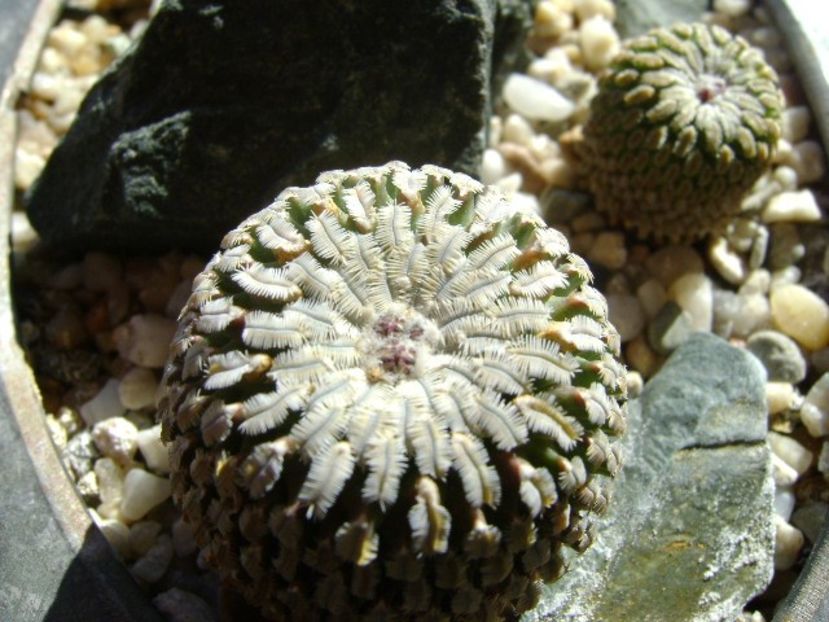 Turbinicarpus pseudopectinatus v. rubriflorus, MZ 736 Dr Arroyo, NL & Turbinicarpus pseudopectinatus - Cactusi 2018 continuare