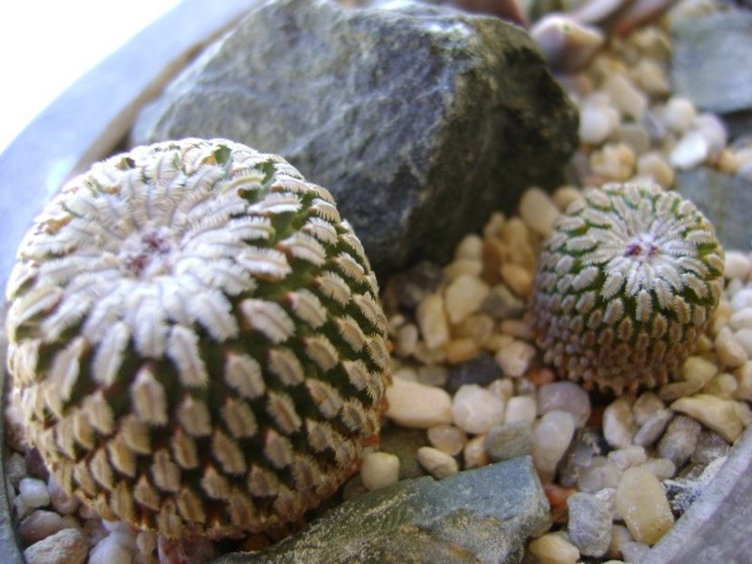 Turbinicarpus pseudopectinatus v. rubriflorus, MZ 736 Dr Arroyo, NL & Turbinicarpus pseudopectinatus - Cactusi 2018 continuare