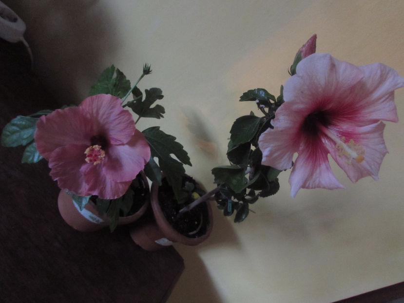 Blue wings + Pink dreams - Hibiscus 2018