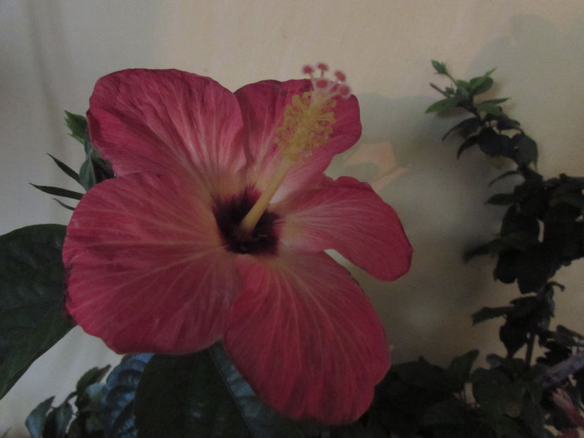 Alexandra - Hibiscus 2018