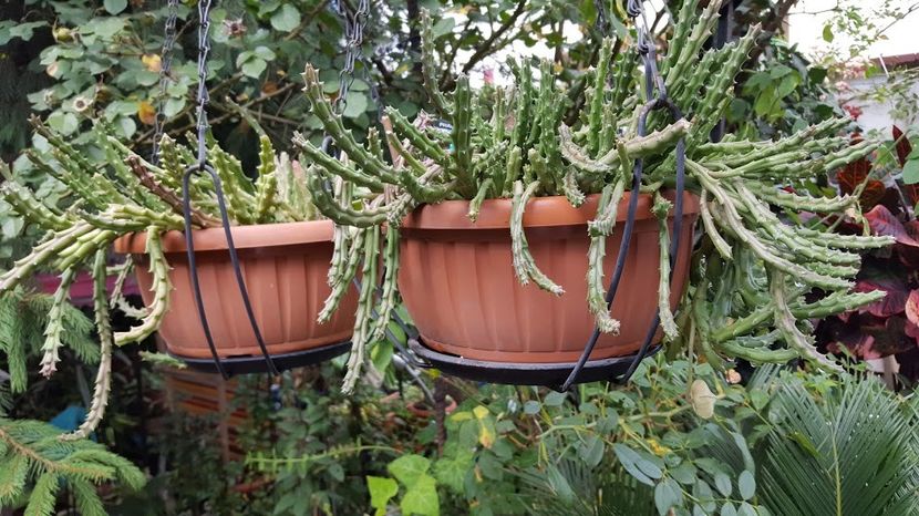  - Suculente si cactusi 2018 - 2019