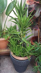  - Suculente si cactusi 2018 - 2019