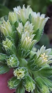  - Suculente si cactusi 2018 - 2019