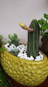 - Suculente si cactusi 2018 - 2019