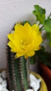  - Suculente si cactusi 2018 - 2019