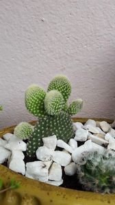  - Suculente si cactusi 2018 - 2019