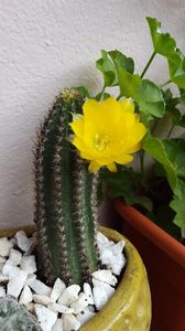  - Suculente si cactusi 2018 - 2019