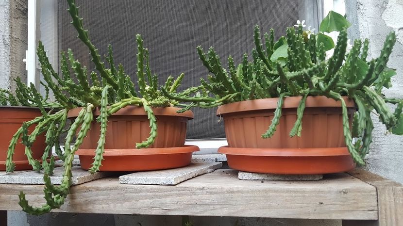  - Suculente si cactusi 2018 - 2019