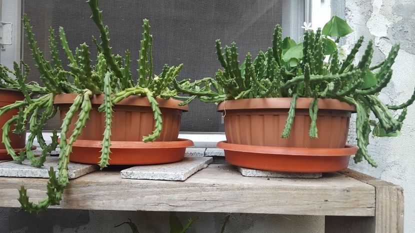  - Suculente si cactusi 2018 - 2019