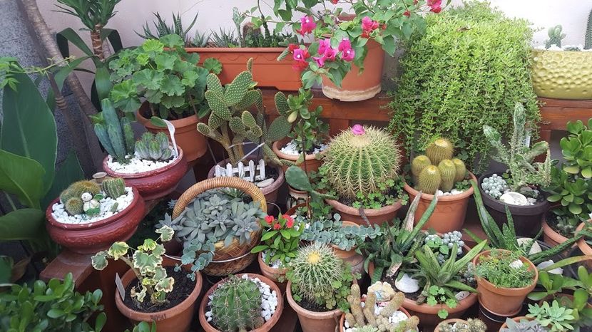  - Suculente si cactusi 2018 - 2019