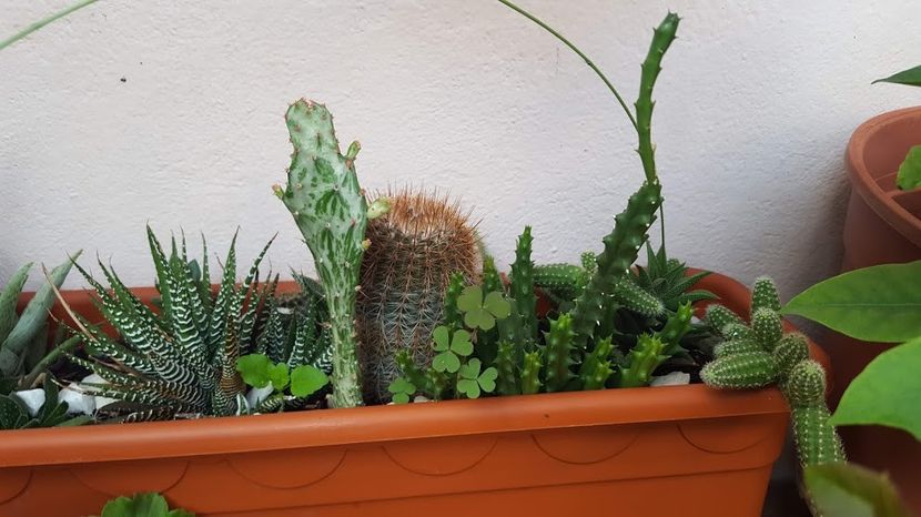  - Suculente si cactusi 2018 - 2019