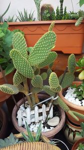  - Suculente si cactusi 2018 - 2019