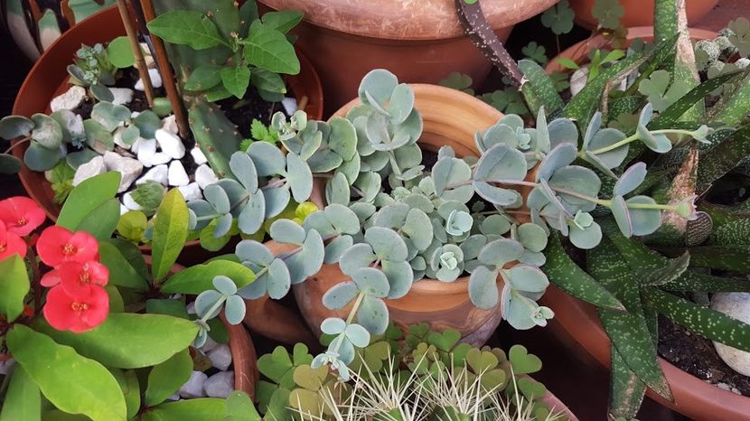  - Suculente si cactusi 2018 - 2019