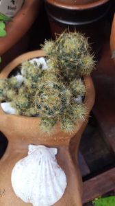  - Suculente si cactusi 2018 - 2019