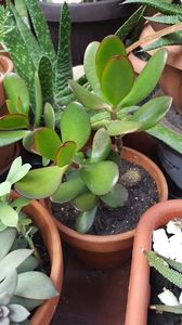  - Suculente si cactusi 2018 - 2019