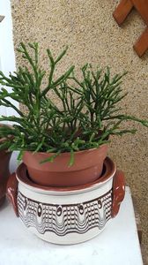  - Suculente si cactusi 2018 - 2019