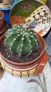  - Suculente si cactusi 2018 - 2019