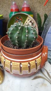  - Suculente si cactusi 2018 - 2019