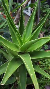  - Suculente si cactusi 2018 - 2019