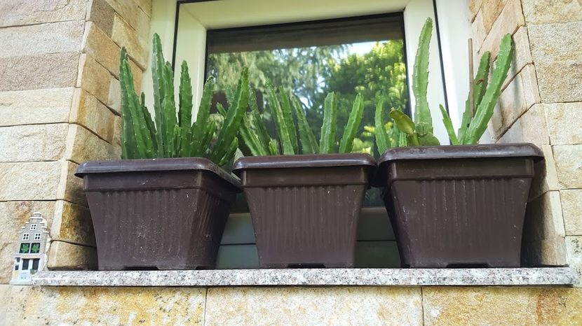  - Suculente si cactusi 2018 - 2019