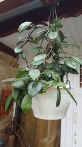  - Suculente si cactusi 2018 - 2019