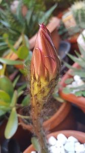  - Suculente si cactusi 2018 - 2019