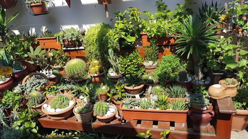  - Suculente si cactusi 2018 - 2019