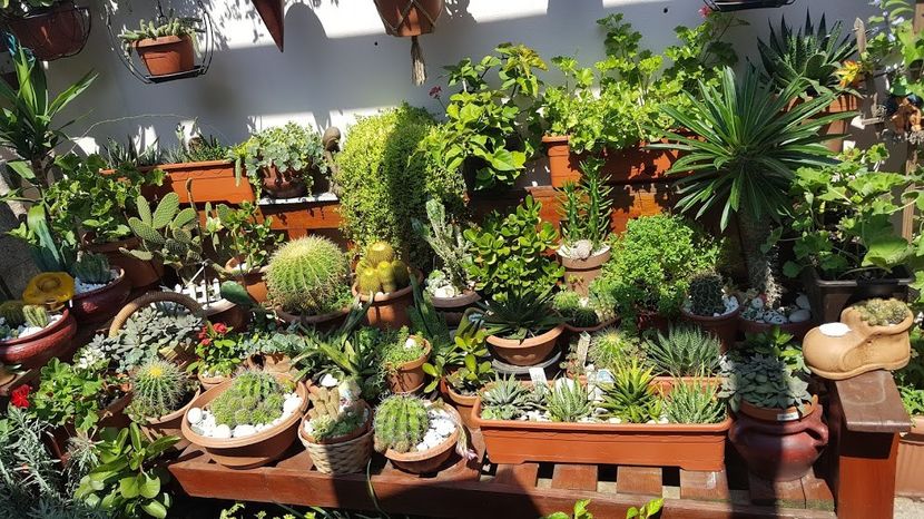  - Suculente si cactusi 2018 - 2019