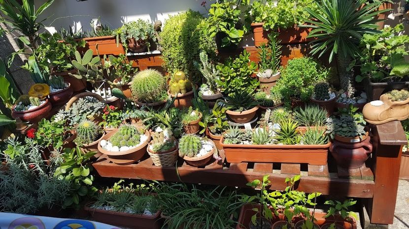  - Suculente si cactusi 2018 - 2019