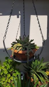  - Suculente si cactusi 2018 - 2019