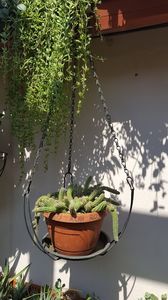  - Suculente si cactusi 2018 - 2019