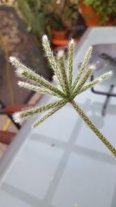  - Suculente si cactusi 2018 - 2019