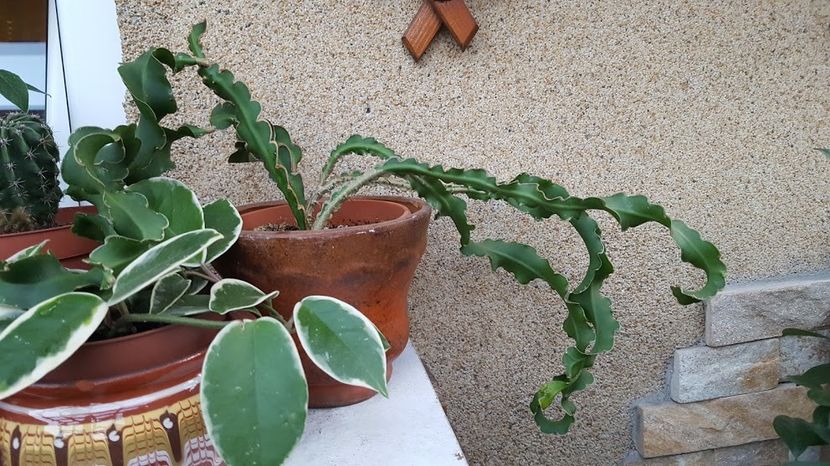  - Suculente si cactusi 2018 - 2019