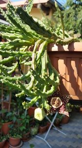  - Suculente si cactusi 2018 - 2019