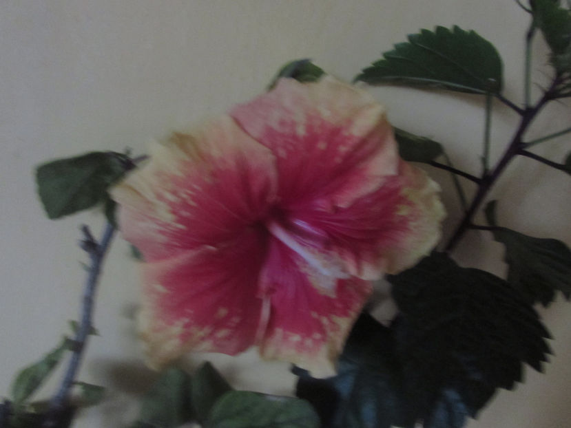 Cajun Cocktail - Hibiscus 2018