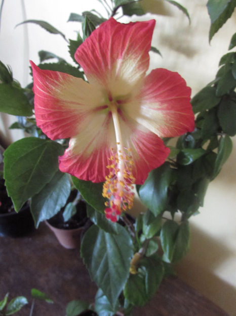  - Hibiscus 2018