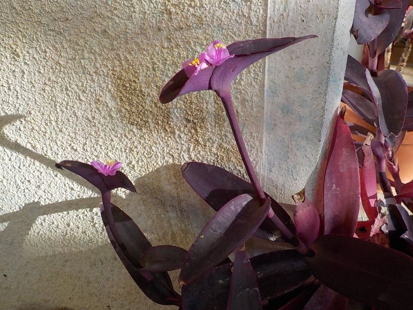  - tradescantia