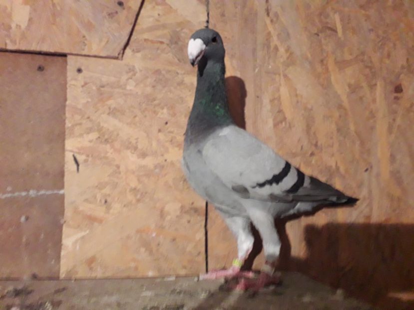 F 2017 - Voiajori germani 2019 matca