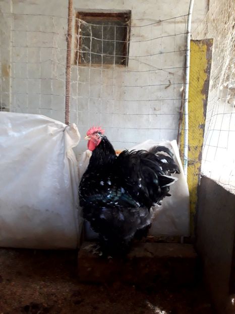  - Pui - tineret 2018