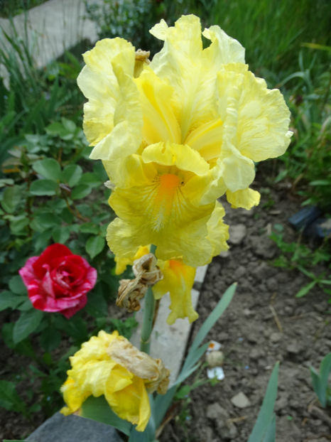  - d- irisi germanicus 2018