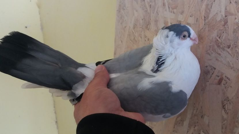  - Galateni pe vanat 2019