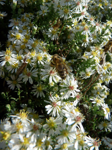  - 2018 - 03 - Toamna