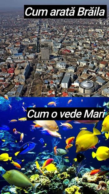 - Sezonul 4 insula iubirii - memes 2
