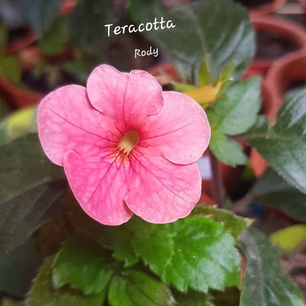 Teracotta - Achimenes