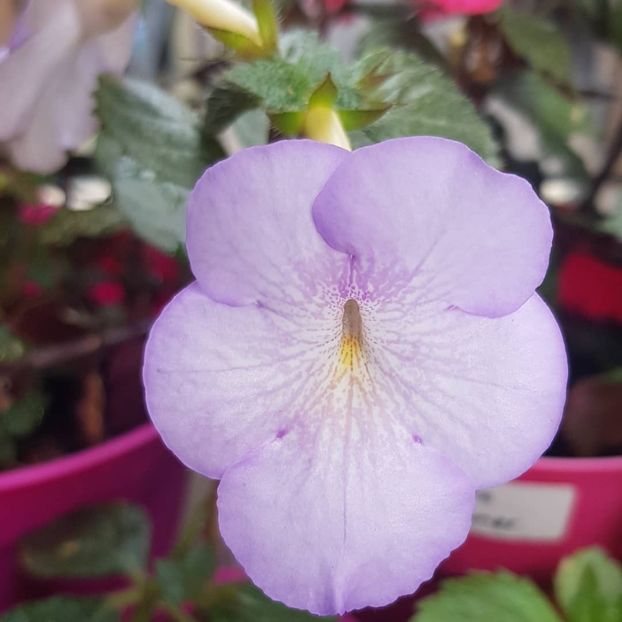 Morning Drizzle - Achimenes