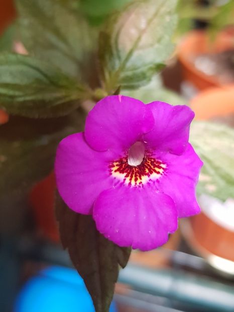 Caprice - Achimenes