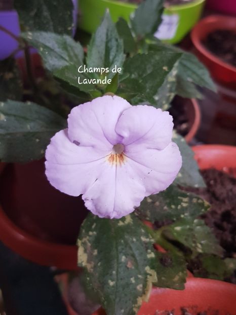 Champs de Lavande - Achimenes