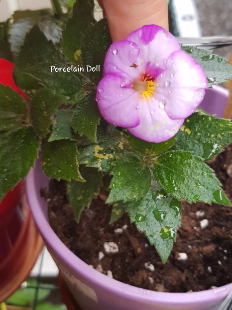 Porcelain Doll - Achimenes