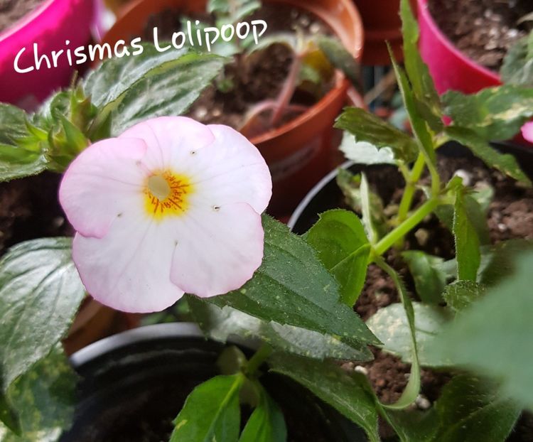Chrismas Lolipoop - Achimenes